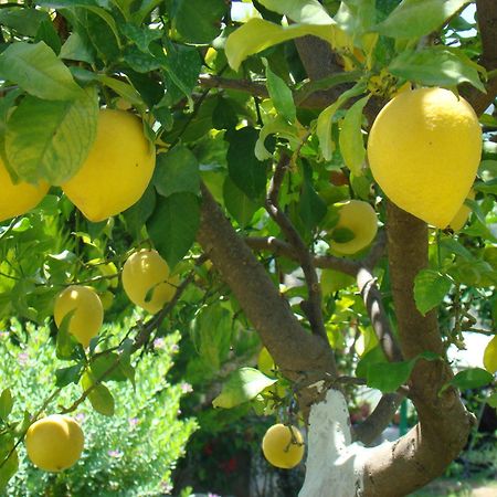 فندق سيرالي ألميرا بنغالو Çıralı المظهر الخارجي الصورة